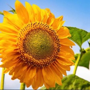 Meet your Posher, Jillian